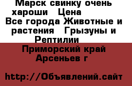 Марск свинку очень хароши › Цена ­ 2 000 - Все города Животные и растения » Грызуны и Рептилии   . Приморский край,Арсеньев г.